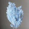 light blue ming asparagus