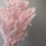 light pink ming asparagus