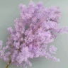 lilac ming asparagus