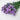 Preserved Forget me not flower, Lilac, 120g