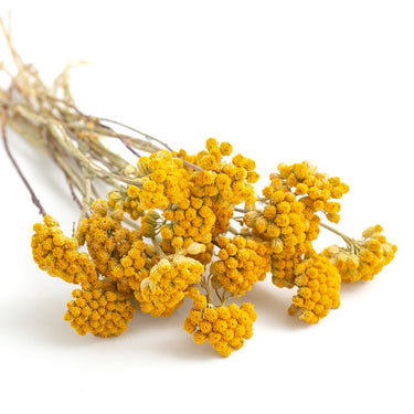 lona, dried, natural yellow