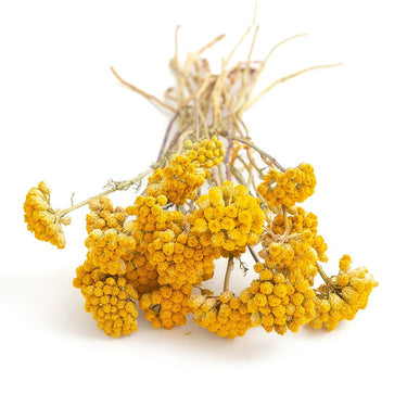 lona, dried, natural yellow
