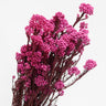 rice flower, preserved, magenta, 60cm