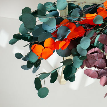 mixed colour eucalyptus cinerea