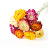 mixed colour helichrysum