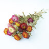 mixed colour helichrysum