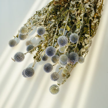 natural dried thistle