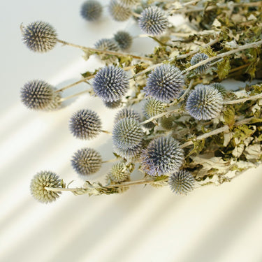 natural dried thistle