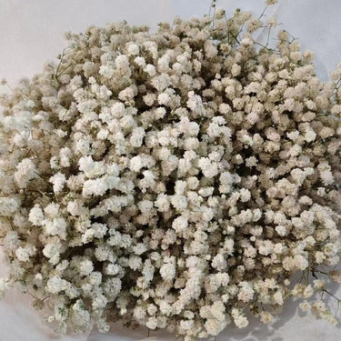 preserved gypsophila flowers (baby’s breath), cream bunch, 60cm, 400 450g