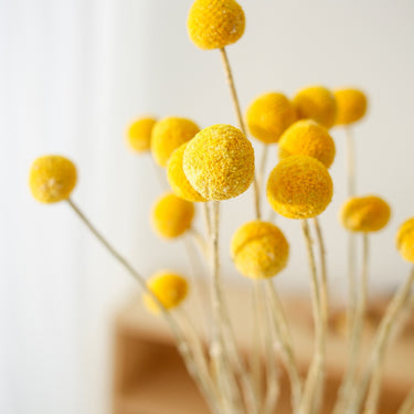 dried craspedia globosa benth, yellow bunch, 20 stems