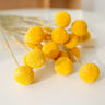 dried craspedia globosa benth, yellow bunch, 20 stems