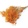 orange limonium