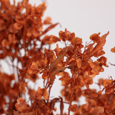 Dodonaea Viscosa (Hop Bush), Preserved, Orange, 60cm