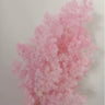 pink ming asparagus