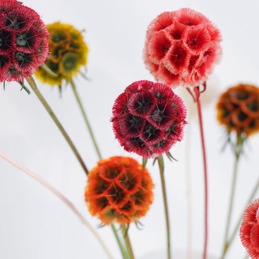 preserved drumstick scabiosa