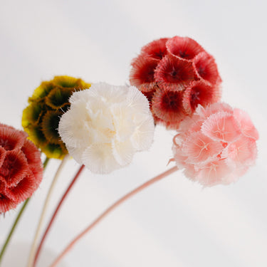 preserved drumstick scabiosa