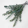 preserved eucalyptus green