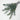 preserved eucalyptus green