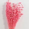 preserved pink flax (linum)
