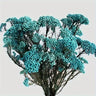 rice flower cream white, preserved, 1 bunch