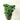 rice flower cream white, preserved, 1 bunch