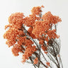rice flower cream white, preserved, 1 bunch