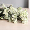 rice flower cream white, preserved, 1 bunch