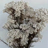 rice flower cream white, preserved, 1 bunch