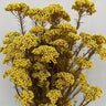 rice flower cream white, preserved, 1 bunch