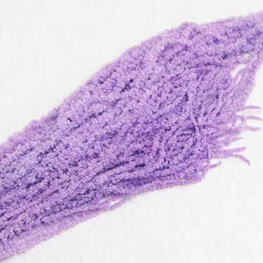 purple amaranthus