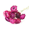 purple helichrysum 2
