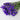 Preserved Forget me not flower, Purple, 120g