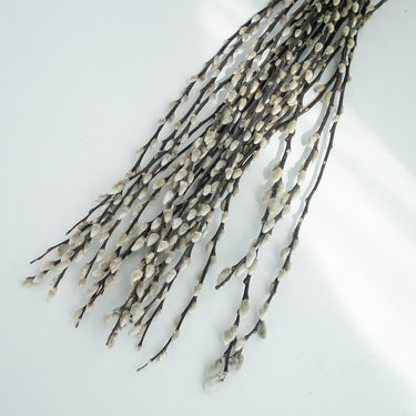 pussywillow 2