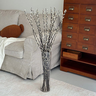 pussywillow