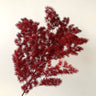 red asparagus fern
