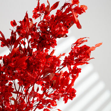 red preserved dodonaea viscosa