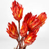 Red Protea Repens
