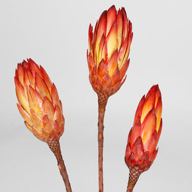 Red Protea Repens 3 stems