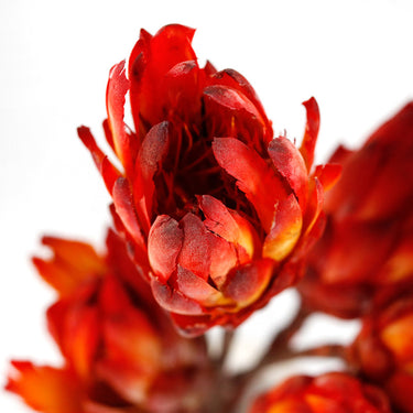 red protea repens close up