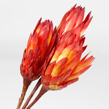 red protea repens 3 stems