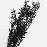 ruscus preserved black