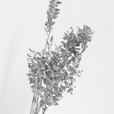 ruscus preserved silver