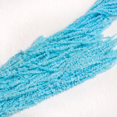 sky blue amaranthus