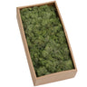 soldier green preserved moss