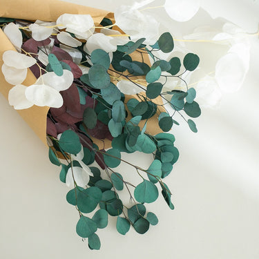 white and green eucalyptus cinerea 0