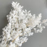 white asparagus fern