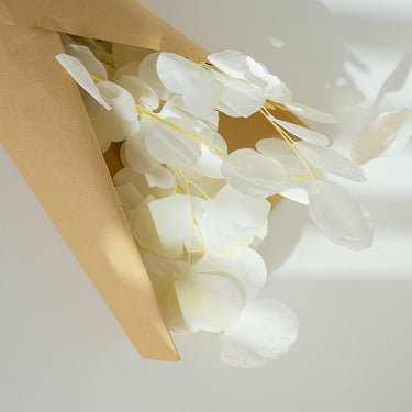 white bleached eucalyptus cinerea