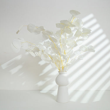 white bleached eucalyptus cinerea