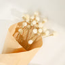 gomphrena flower, dried, white