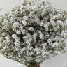 white limonium